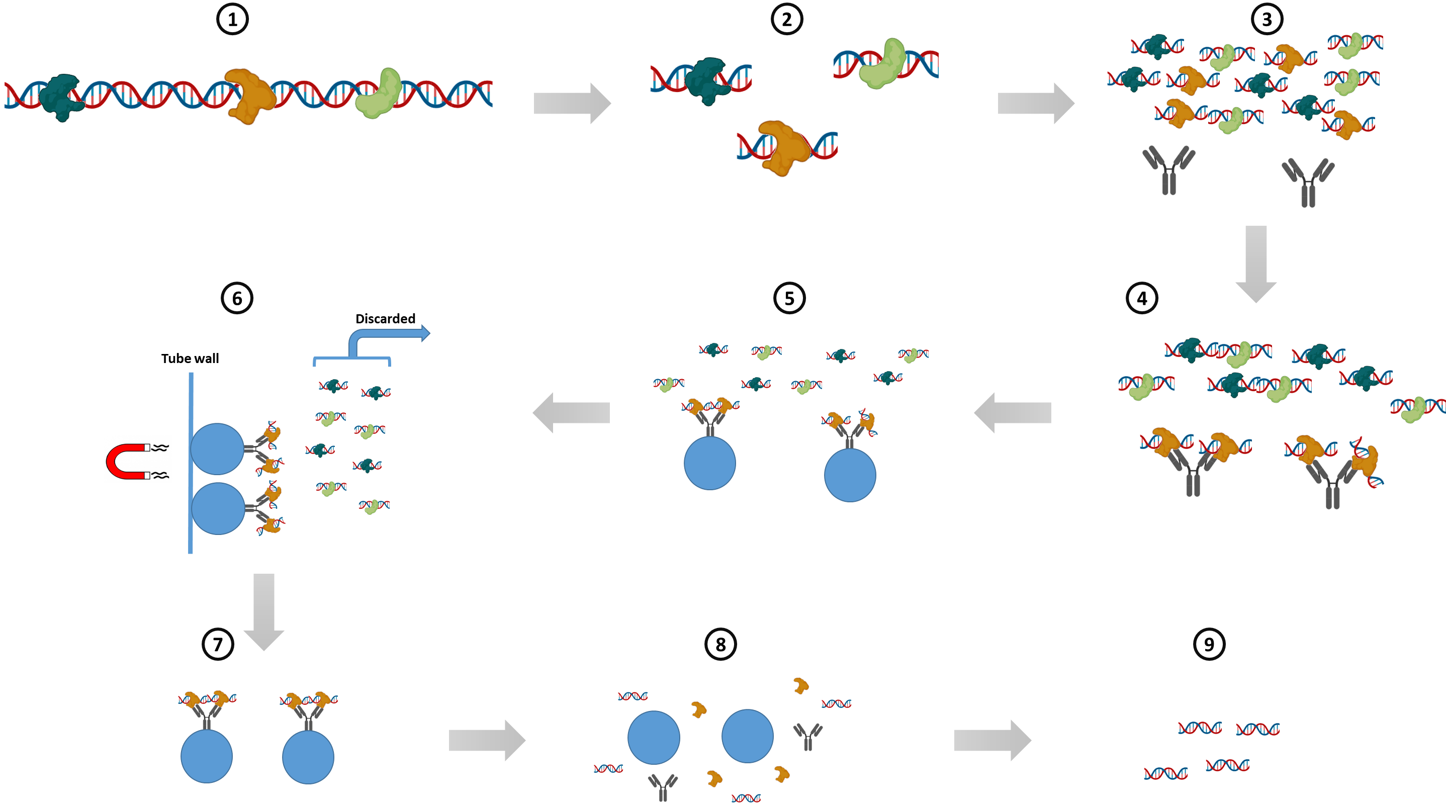 ChIP protocol