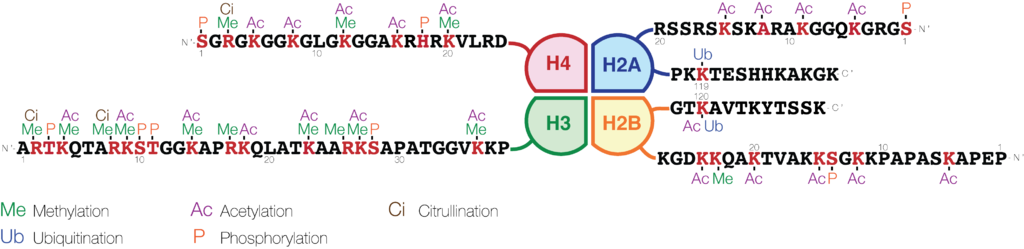 Histone post-translational modifications